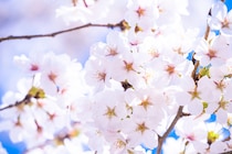 知ってる？　桃の花と桜の花の違い