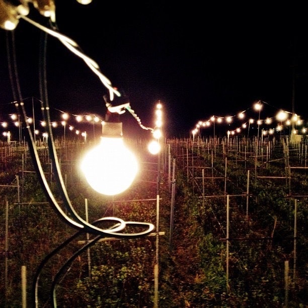 『電照菊』 投稿者：iyosakuさん