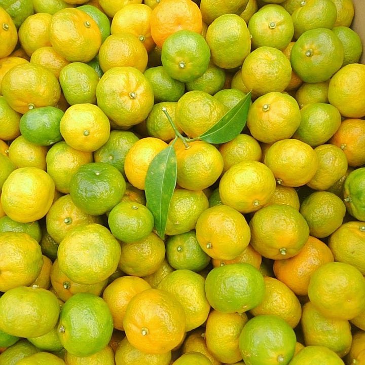 『シークヮーサー狩り』 投稿者：@aguni_fanさん