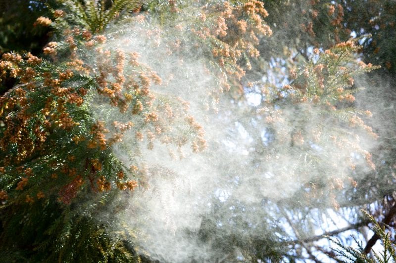 花粉が大量飛散するのはなぜか知ってる？
