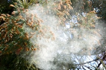 花粉が大量飛散するのはなぜか知ってる？