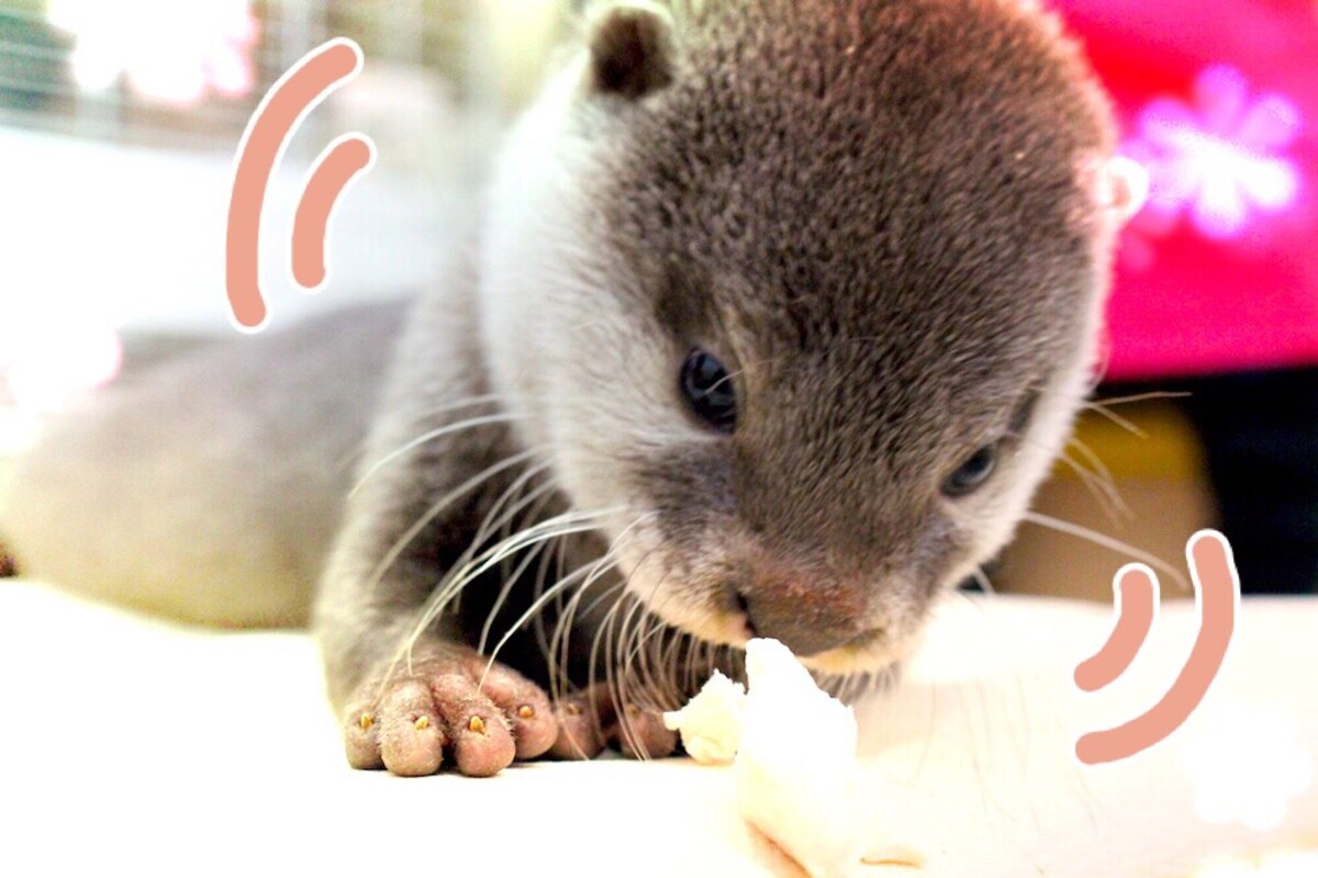 プニプニ肉球に悶絶…　カワウソに会える「うさぎかふぇmimi」で癒されてきた