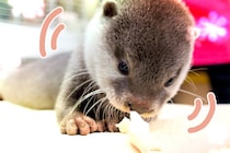 プニプニ肉球に悶絶…　カワウソに会える「うさぎかふぇmimi」で癒されてきた