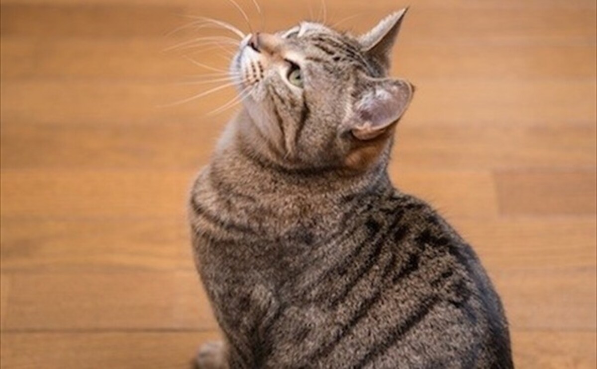 猫背を治す7つのメリットとは？原因と簡単な11の方法で強く美しく