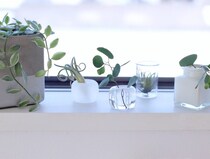 花瓶がなくても大丈夫！ 「緑のある暮らし」のコツをプロが伝授