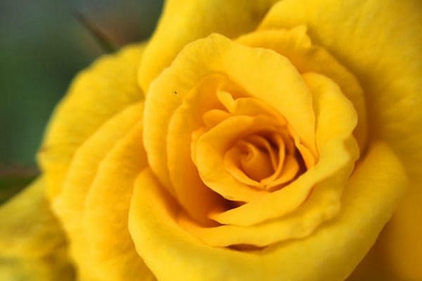 ダイソーの「接写レンズ」ならスマホでプロっぽい写真が撮れる！