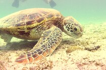 沖縄県民の撮影した地元写真が最高にインスタ映えの参考になった！