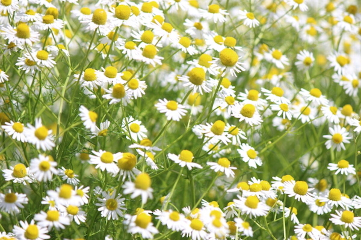 育児の合間にホッと一息！「カモミール」を取り入れてリラックス！