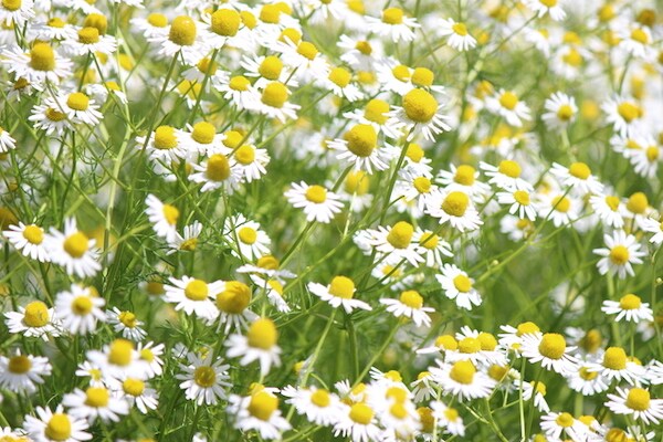 育児の合間にホッと一息!「カモミール」を取り入れてリラックス!