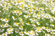 育児の合間にホッと一息！「カモミール」を取り入れてリラックス！