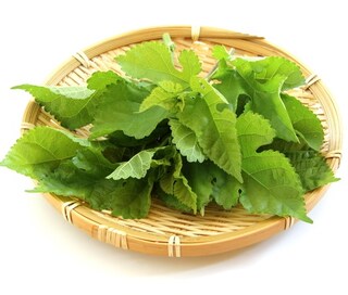 桑茶の美容効果、知ってる？若々しく綺麗な体と肌を手に入れよう