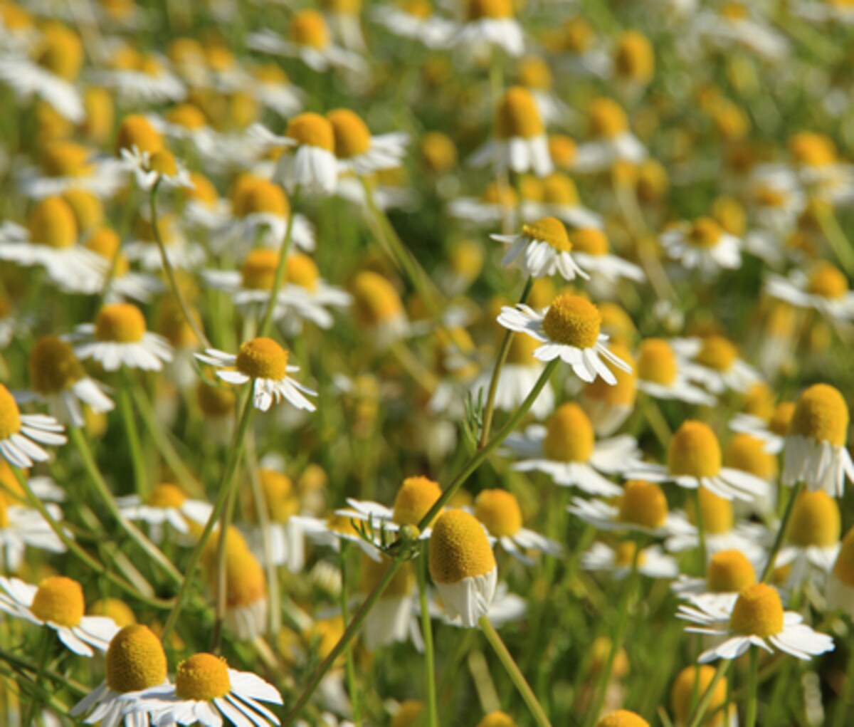 肌荒れやニキビを治す天然のハーブ・カモミールの効果的な使い方