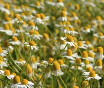 肌荒れやニキビを治す天然のハーブ・カモミールの効果的な使い方