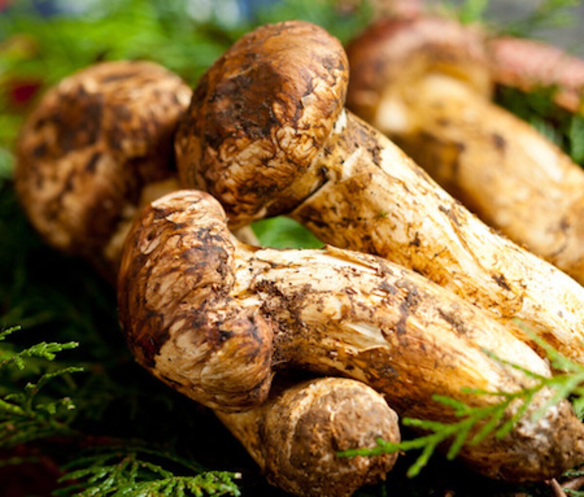 きのこで痩せる！圧倒的な栄養素とダイエット効果をご紹介！