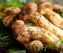 きのこで痩せる！圧倒的な栄養素とダイエット効果をご紹介！