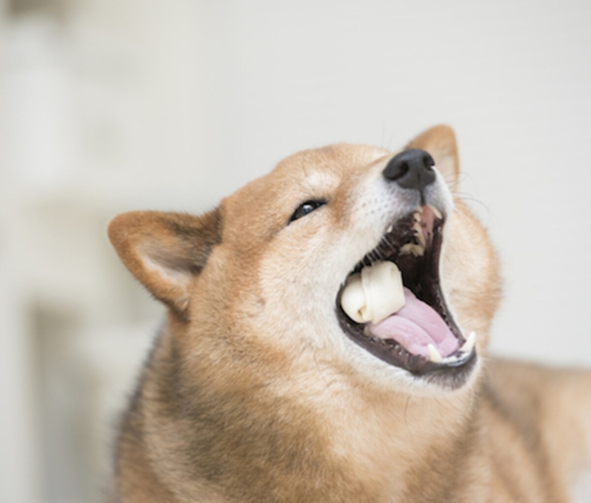 片側噛みは今すぐやめよう！左右非対称に歪んでいく顔にストップ！