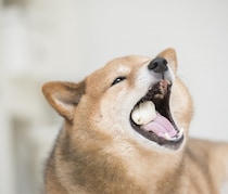 片側噛みは今すぐやめよう！左右非対称に歪んでいく顔にストップ！