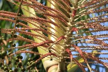 眼精疲労だけじゃない！　アサイーとアントシアニンは女性にうれしい！