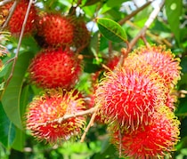 美容や健康に嬉しい成分たっぷり！南国フルーツのランブータンとは