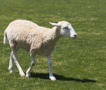 日本では珍しい「鹿・羊プラセンタ」サプリの具体的な効果や副作用