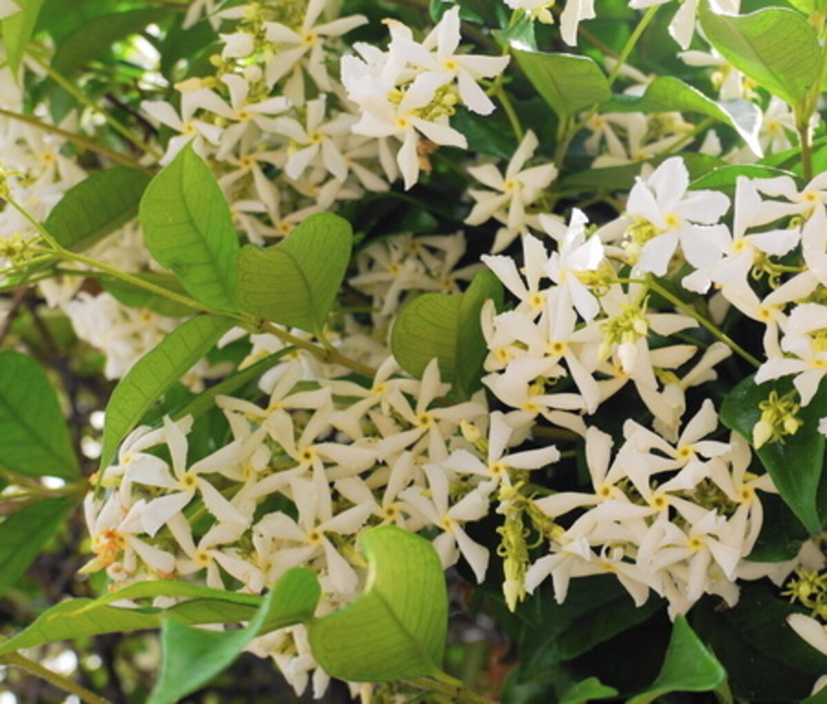 魅惑的な香り！アロマ精油「ジャスミン」の特徴や期待できる効果