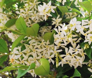 魅惑的な香り！アロマ精油「ジャスミン」の特徴や期待できる効果