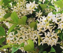 魅惑的な香り！アロマ精油「ジャスミン」の特徴や期待できる効果