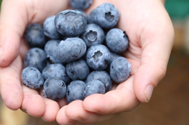 食べたら目が良くなるってホント? ブルーベリーの真実に迫る