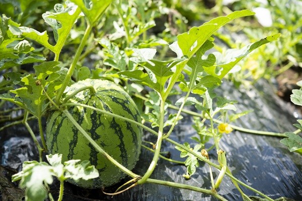 実は丸ごと食べられる!?夏の風物詩「スイカ」の美容効果とは