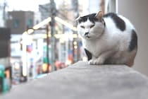 2月22日は猫に癒されよう！　谷根千を3,000円で猫尽くしの旅！