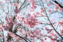 開花直後の東京桜めぐり！　おひとりさま週末3,000円旅特別編！