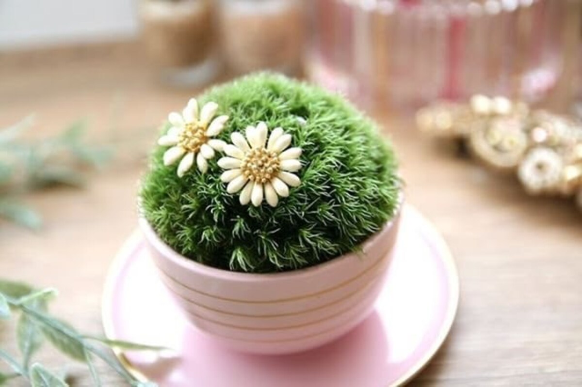 意外とかわいいかも！　 ミニ盆栽を育ててみよう