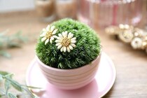 意外とかわいいかも！　 ミニ盆栽を育ててみよう