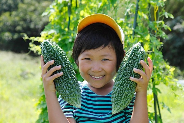 野菜の王様「ゴーヤ」苦みに含まれる豊富な栄養素と効能とは⁈
