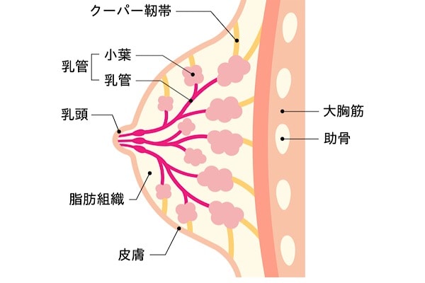 どうしてバストの形が崩れていく？美バストを作る栄養素と食材とは⁈