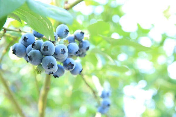 今が旬! 「ブルーベリー」で素肌美人を目指しませんか?