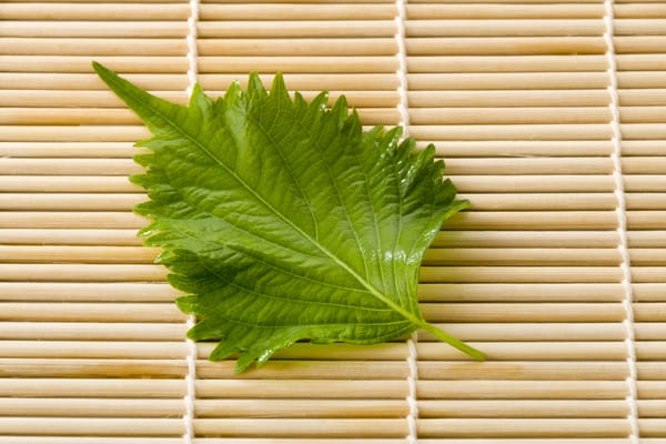 夏の定番野菜「青じそ」で内側からアンチエイジング!気になる成分は?