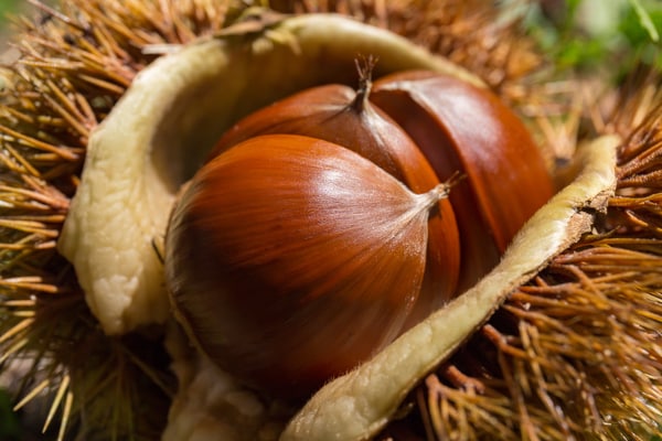 食欲の秋到来！旬の味覚「栗」に含まれる成分や期待できる効果