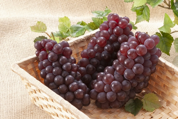 旬の果物「ぶどう」で老化防止!女性に嬉しい××成分がたっぷり