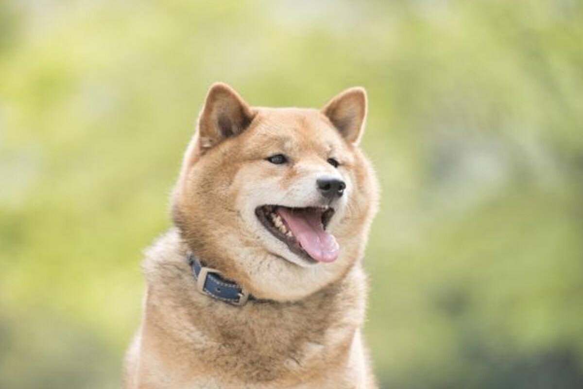 人だと何歳？犬の年齢と成長に応じたケア方法まとめ