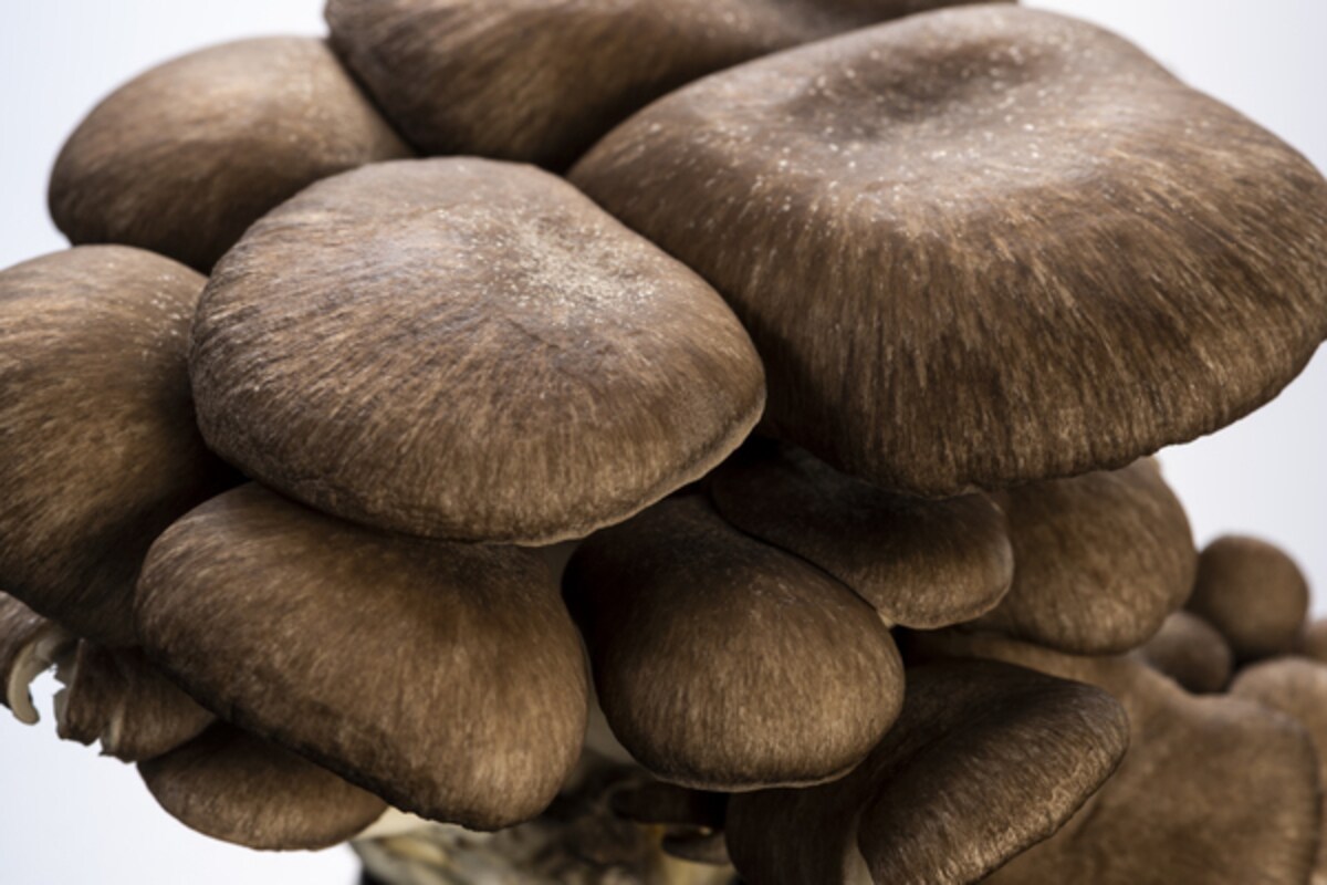 美味しさは松茸以上!? ヒラタケに含まれる栄養素やおすすめの食べ方