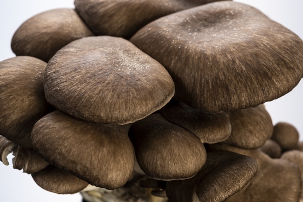 美味しさは松茸以上!? ヒラタケに含まれる栄養素やおすすめの食べ方