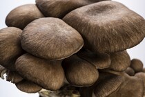 美味しさは松茸以上!? ヒラタケに含まれる栄養素やおすすめの食べ方