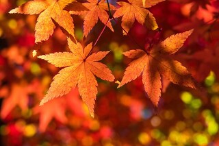 紅葉狩りでアンチエイジング!? 紅葉の驚くべき効果とは？
