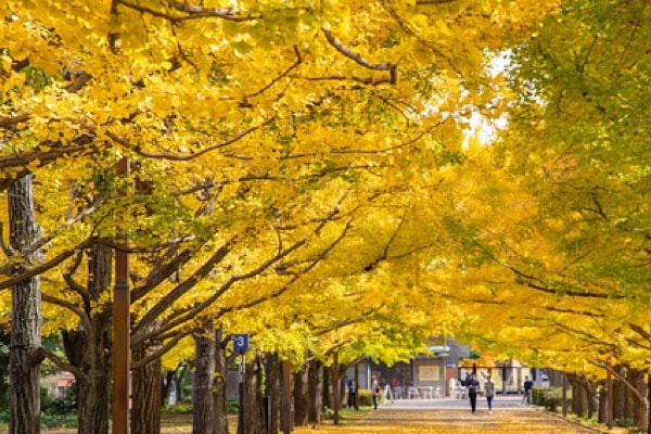 紅葉狩りでアンチエイジング!? 紅葉の驚くべき効果とは？