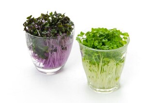 ビタミン・ミネラルをチャージして美肌に！スプラウトの魅力とは？