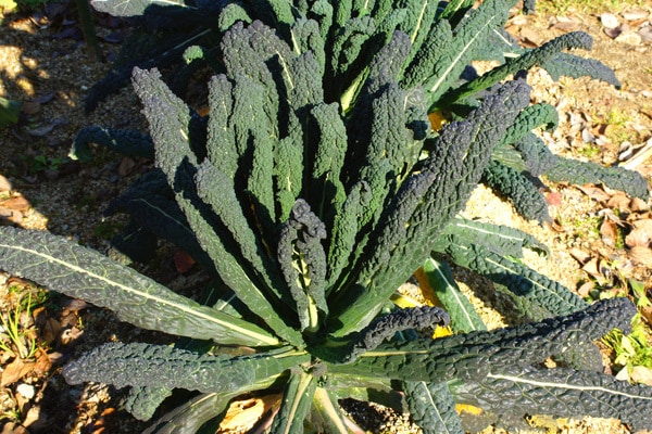 トップクラスの栄養価?!イタリア野菜「カーボロネロ(黒キャベツ)」レシピ