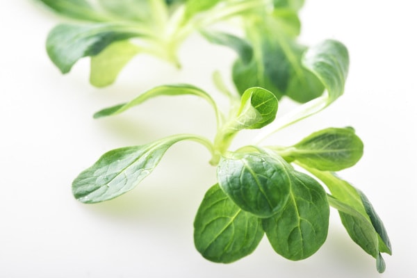 西洋野菜マーシュ(コーンサラダ)とは?含まれる栄養素やおすすめの食べ方