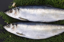 数の子の親「ニシン」の美容効果をチェック＆おすすめレシピ