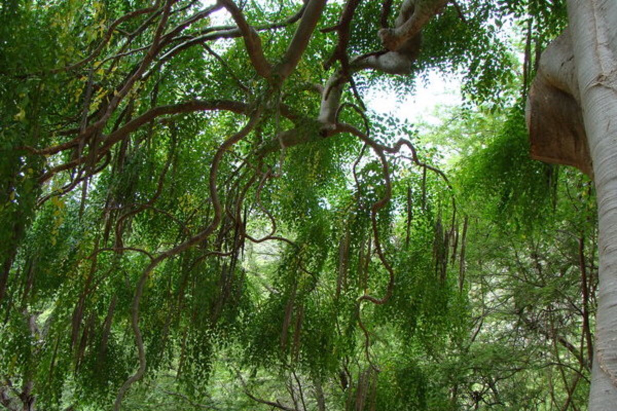 スーパーフードでダイエット食！ 「モリンガ入り湯葉ピザ」のレシピ